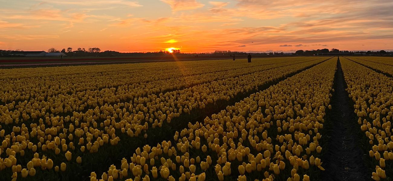 A breathtaking view of the tulip fields in Lisse at sunset (photo: Fergus Wilkinson))