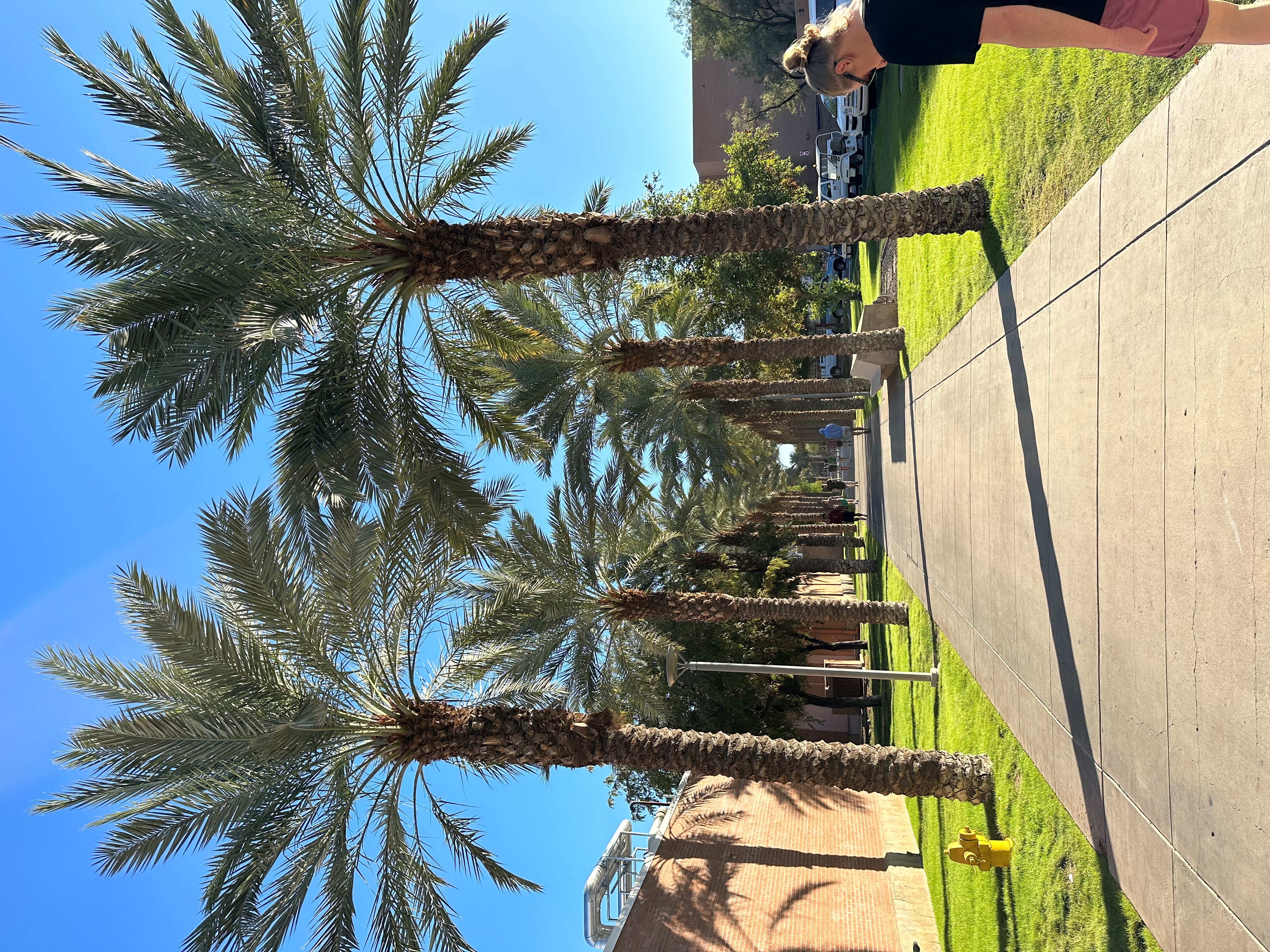 The Palm Walk at Arizona State University (photo: AJ Aldaker)