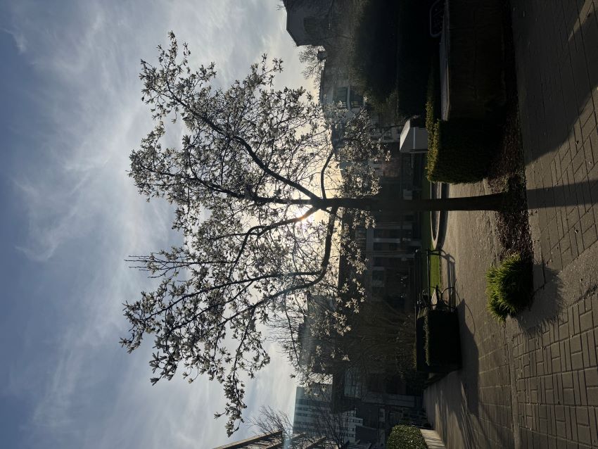 A cherry tree on the UBC Vancouver campus