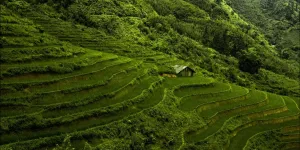 rice fields