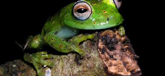 Green frog, on a log