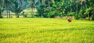A green field