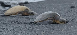 Sea turtles having an afternoon nap at Punalu’u Beach (photo: Ahmed Neelim Novo)