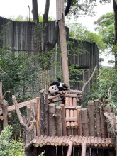 Visiting the Chengdu Research Base of Giant Panda Breeding (photo: Rebecca Zheng)